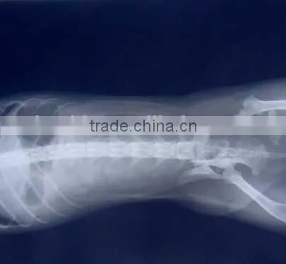 agfa film dt2b, x-ray film for chinese veterinary instrument