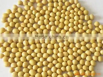 Soybean