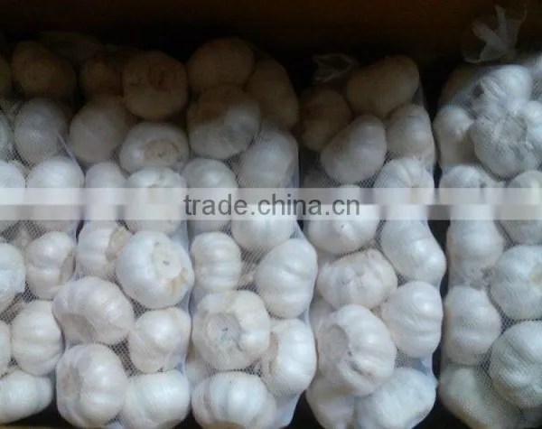 Hot Sales 2016 Garlic From China photo-2