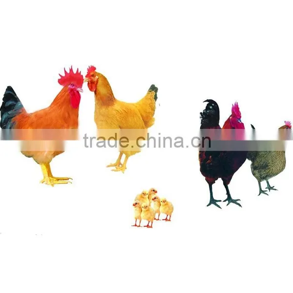Chicken Slaughter House Mobile Poultry Slaughterhouse Duck Bird Slaughter House Slaughtering Equipment Customized Capacity