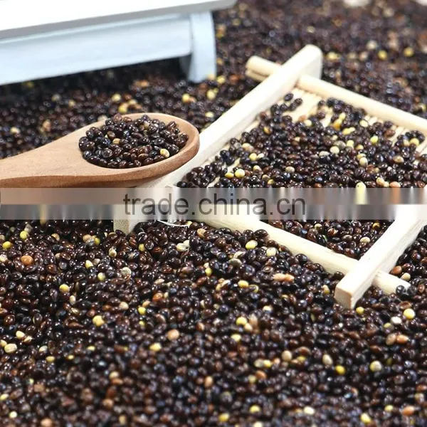 2016 Crop White Red Black Yellow Glutinous Broomcorn Millet Sticky Millet for Bird Feeds photo-3
