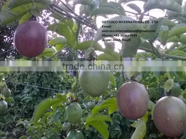 Fresh/frozen Passion Fruit photo-2