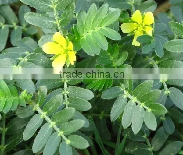 China Supplier GMP Factory Provide Tribulus Terrestris Seeds With the Best Quality photo-2