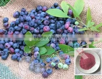 Anti=oxidant Blueberry P.E With Anthocyanidins 5-25% ,Extract Ratio 5:1 and 10:1blueberry Fruit Powder photo-4