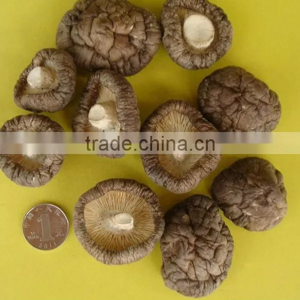 Shiitake Mushroom Cultivation Lentinus Edodes photo-3