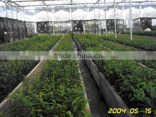 Young Plant Nursery photo-3