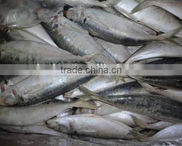 Frozen Horse Mackerel photo-4