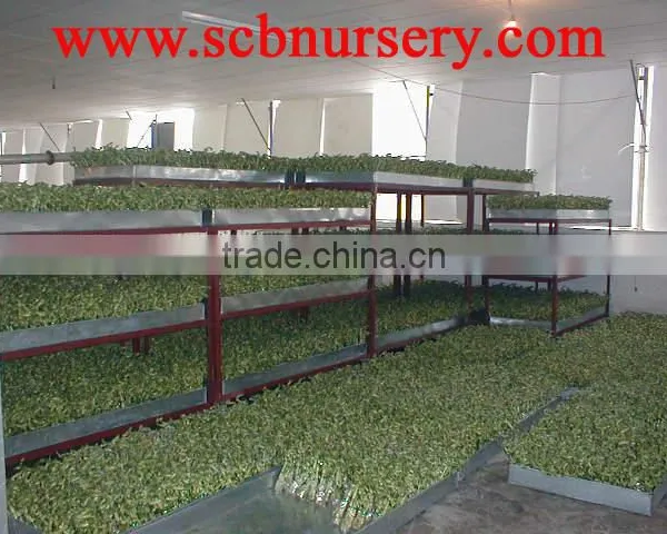 Lotus Bamboo Bonsai Nursery Supplier photo-3
