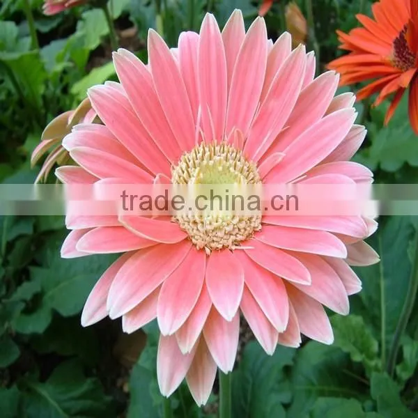Fresh Good Quality Gerbera Cut Flower With Fresh Cut Flower photo-4