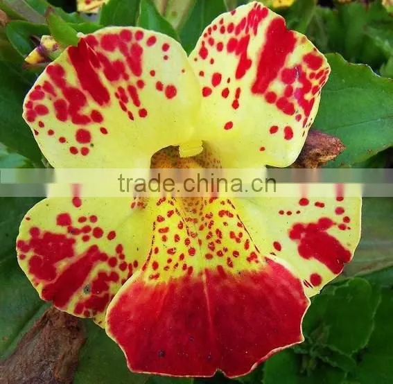 Golden Monkeyflower ,Mimulus , Flower Seeds , Herb Seed,vegetalbe Seed,fruit Seed,grass Seed
