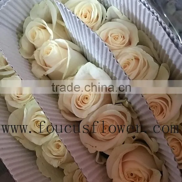 China Hot Sale Rose Cut Vendela Fresh Roses Cut Flowers From China photo-2
