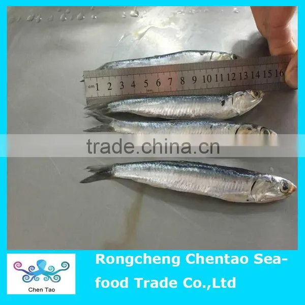 Fresh Anchovies That Can be Made Caned Anchovies and Also Can be Raw Salted Anchvoies