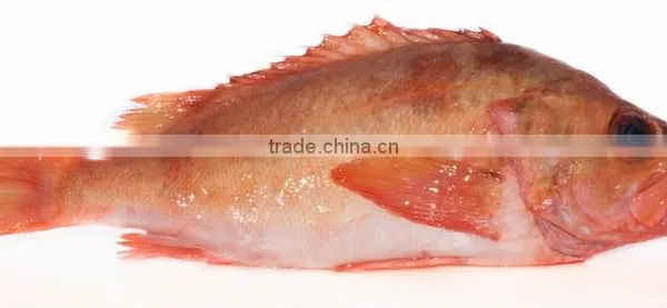 Redfish Sebastes Marinus