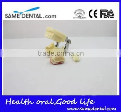 Dental Implant Practice Model DEA-31 Teeth Implant Models photo-3