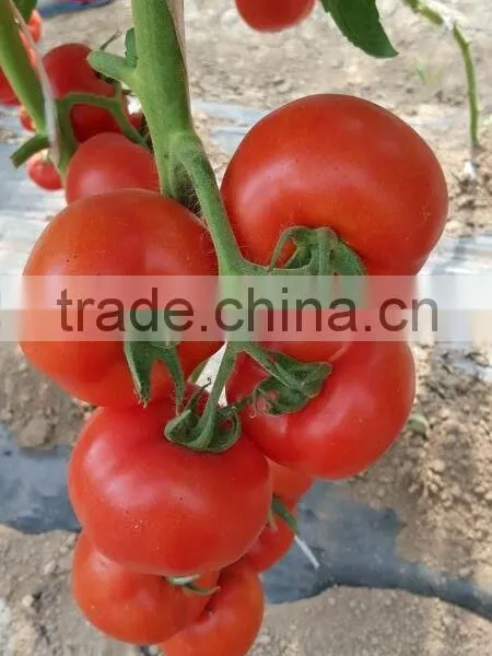 Hybrid Tomato Seeds From China TY Resistance Big Firm Fruits-6800 photo-2
