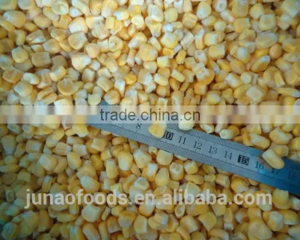 Nourishing Fresh Sweet Corn for Human photo-2