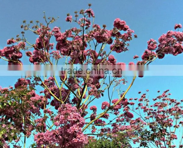 Tabebuia Pentaphylla photo-3