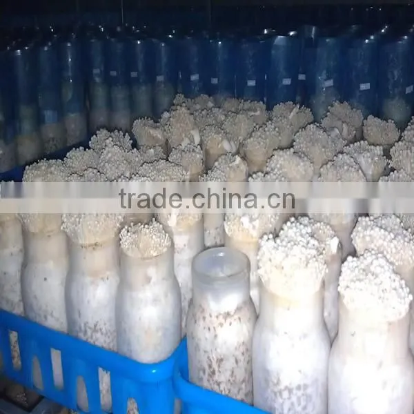 Ultrasonic Humidifier For Mushroom Cultivation photo-5