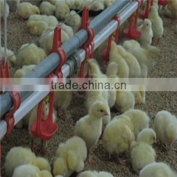 Automatic Poultry Feeder and Drinker for Chicken Broiler photo-6