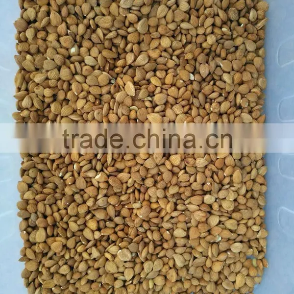 High Capacity Almond Color Sorter Machine in China photo-6