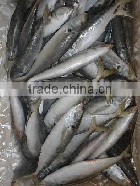 Frozen Horse Mackerel photo-2