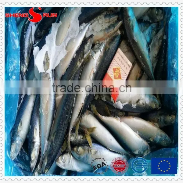 Grade A Frozen Pacific Mackerel photo-4