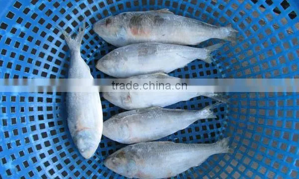 Frozen Sardine Fish/ Shad Fish/ Frozen Sardine Fish Size 4/6 photo-2