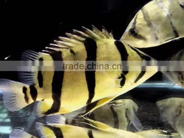 Aquarium Fish Farm and Export From Thailand photo-3