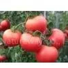Tomato Extract Powder