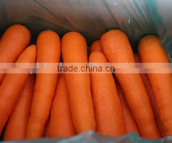 Supplier Bulk Carrot Sale Carrot Price photo-3