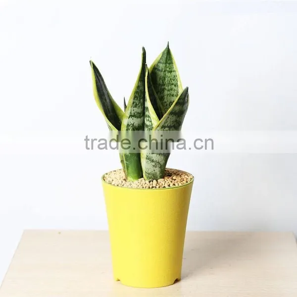 Mini Sansevieria for Desk to Keep the Computer Radiation