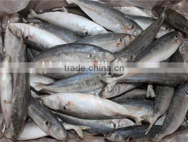 IQF Round Scad 60-80pcs/ctn photo-2