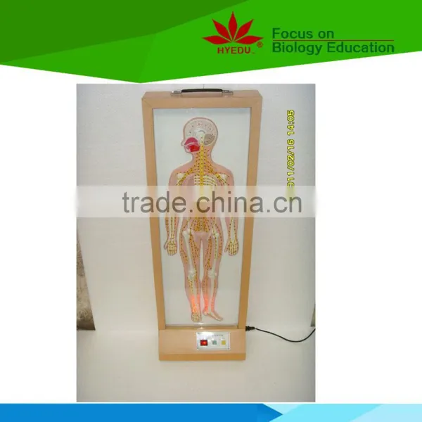 Low Priced Relief Type Electric Model for Peripheral Nerve