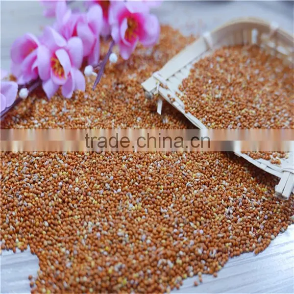 Red Millet in Husk 2016 Crop High Quality photo-3