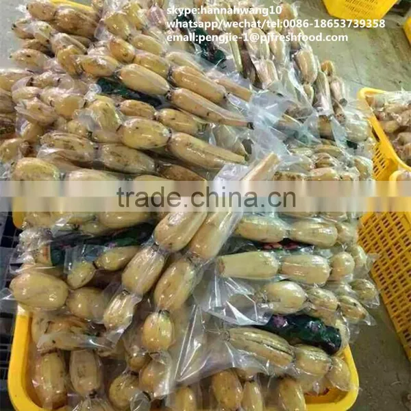 New Crop Fresh Lotus Root photo-2