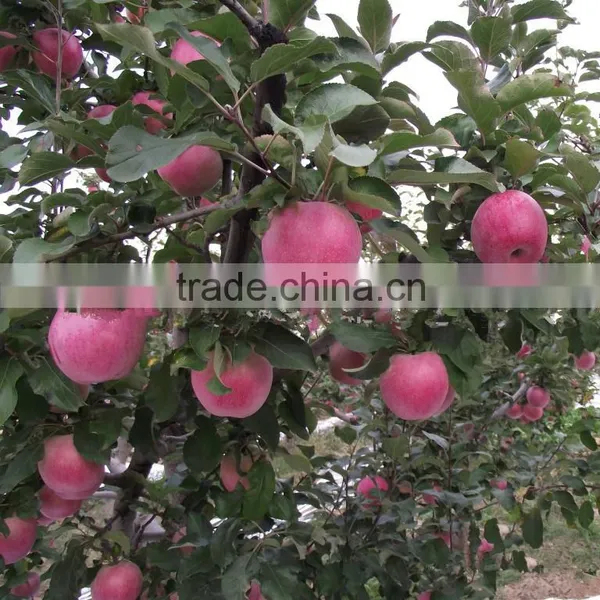 Fresh Chinese Qinguan Apple for Export photo-5