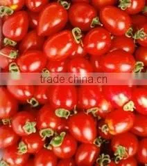 Small Tomato Seeds Red Tomatos Best Quality Seeds