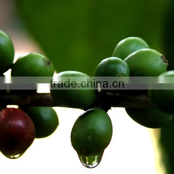 Roasted Arabica Coffee Beans photo-2