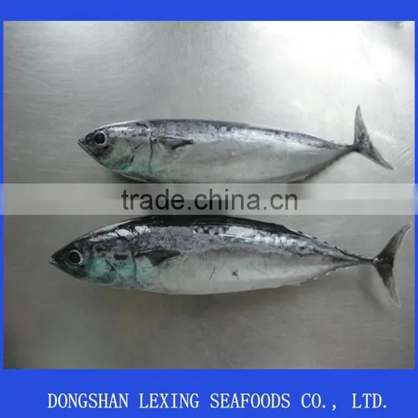 Frozen Bonito photo-2