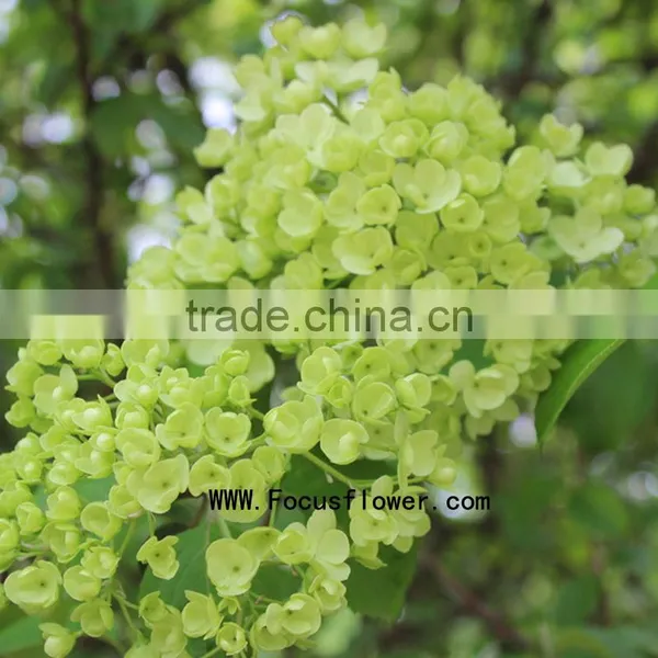 High Quality Valentine Festive Dubai Fresh Flower Importers Names of Flowers Used for Decoration Artificial Hydrangea photo-3