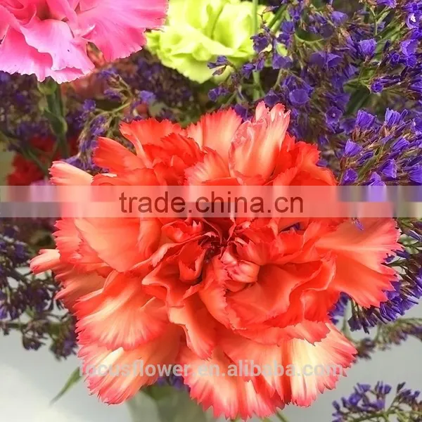 Unique Fresh Cut Flowers Colombia Carnations Wholesale for Parties photo-5