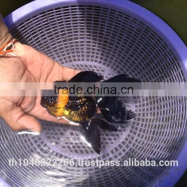 Live Tropical Gold Fish photo-4