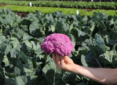 Wholesale High Quality Hybrid Seeds for Purple Cauliflower photo-5