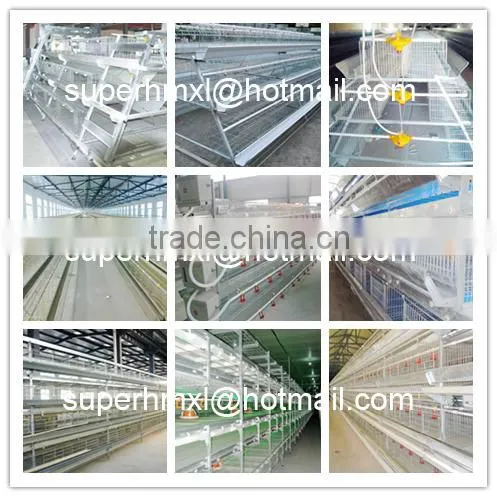 Automatic Poultry Farm Equipment for Chicken photo-5