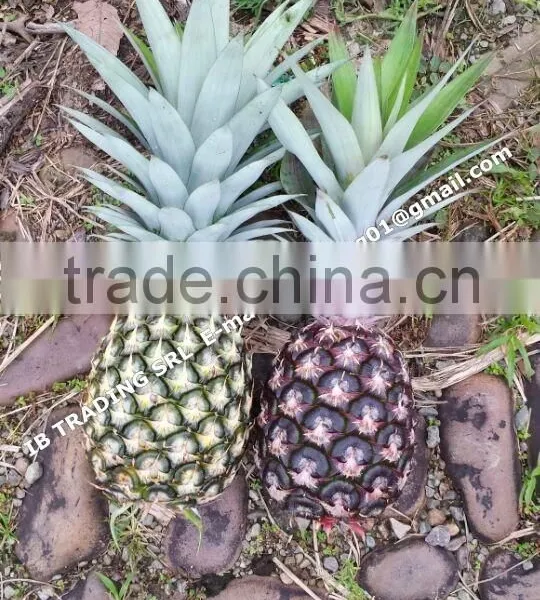 Fresh Pineapples photo-2