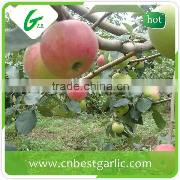 Red Chief Royal Gala Apple in Competitive Prices photo-2