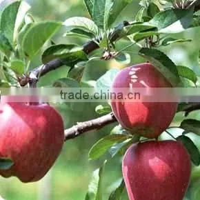 High Quality Chinese Red Star Apple Best Price Red Star Apples Sweet and Fresh Red Star Apples photo-6