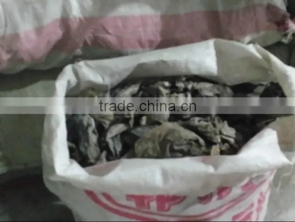 Wholesale Price Abalone Feed Dried Seaweed Sheet|kelp|laminaria Japonica Cut photo-4