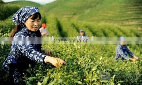 White Tea Mixed With Collagen, Herbal Tea photo-2