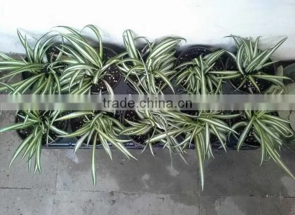 Cheap Best Sell Rice Plant Seedling Tray for Sale photo-6